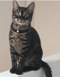 Lost Male Cat last seen 18th ave s. , Des Moines, WA 98198
