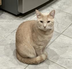 Lost Male Cat last seen Lakeside Dr, Rowlett, TX 75088