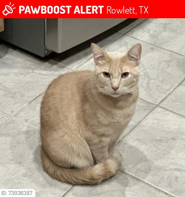 Lost Male Cat last seen Lakeside Dr, Rowlett, TX 75088