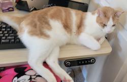 Lost Male Cat last seen Clarke St & 38th St, Oakland, CA 94609