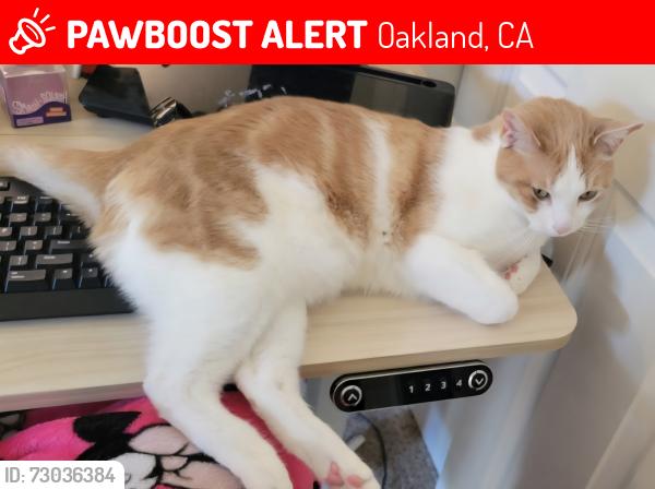 Lost Male Cat last seen Clarke St & 38th St, Oakland, CA 94609