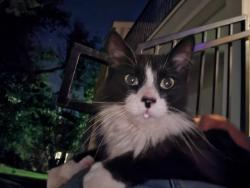 Found/Stray Unknown Cat last seen Godfrey, Midland, TX 79703