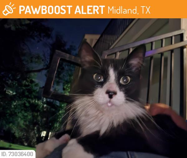 Found/Stray Unknown Cat last seen Godfrey, Midland, TX 79703