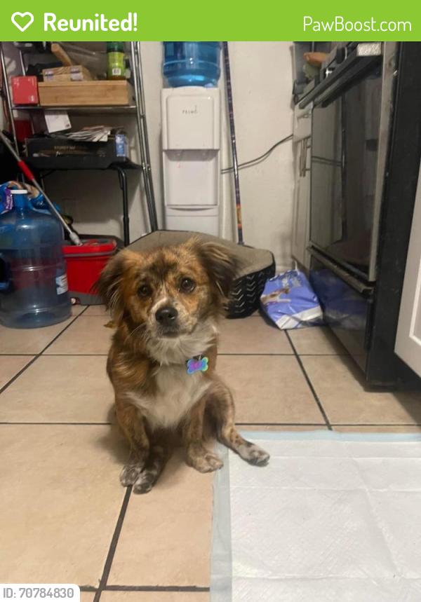 Reunited Female Dog last seen Near Main St, South Gate, CA 90280, USA, South Gate, CA 90280
