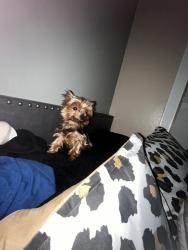 Lost Female Dog last seen Near huckleberry ln, Pasadena, TX 77502