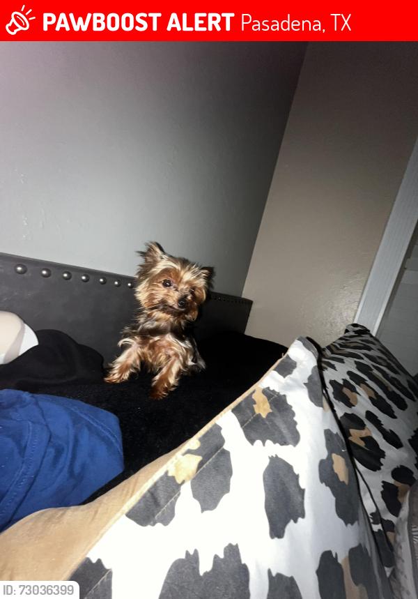 Lost Female Dog last seen Near huckleberry ln, Pasadena, TX 77502
