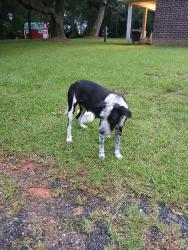 Reunited Female Dog last seen Cr 87 and cr 38, Baldwin County, AL 36567