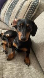Reunited Male Dog last seen Walgreens , Meadow Woods, FL 32824