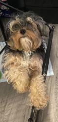 Lost Male Dog last seen By the creek that’s in the surrounding area of Craver Road, Davidson County, NC 27295