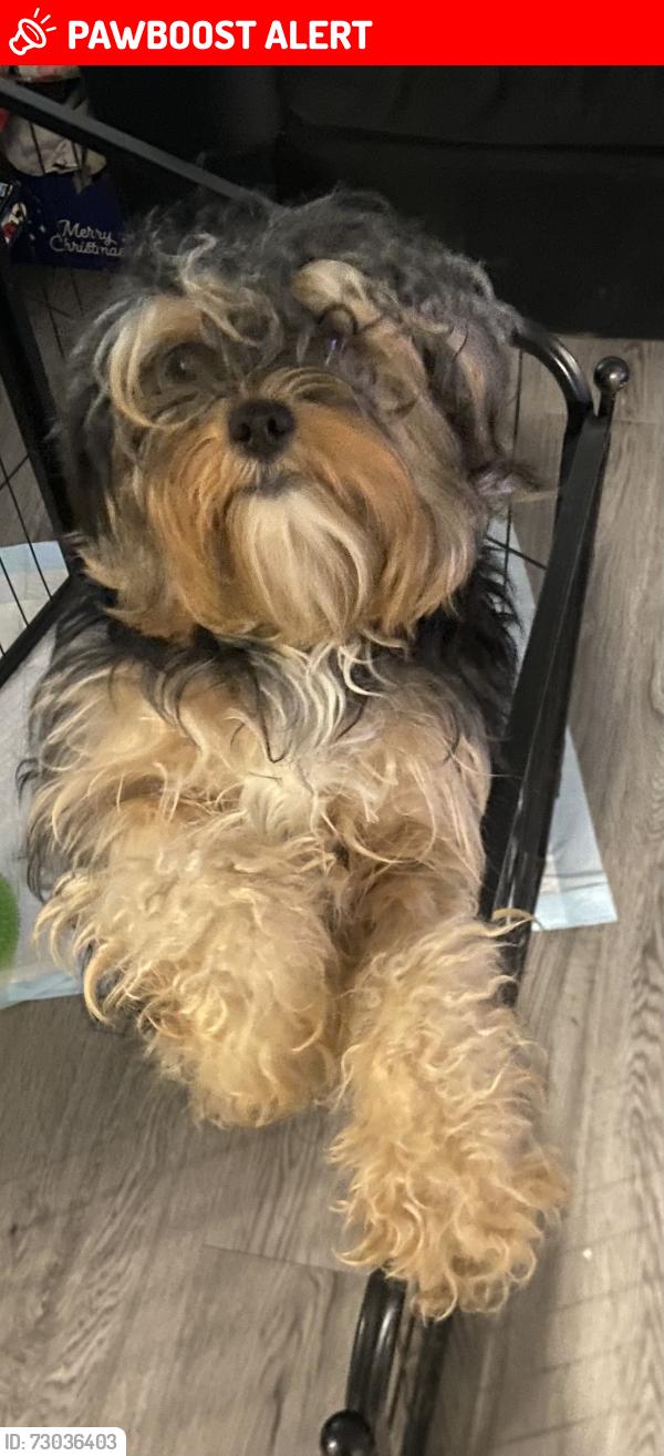 Lost Male Dog last seen By the creek that’s in the surrounding area of Craver Road, Davidson County, NC 27295