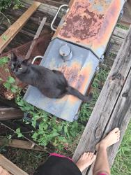 Lost Male Cat last seen Lapont Dr and Bell Park Rd, Lacombe, LA 70445