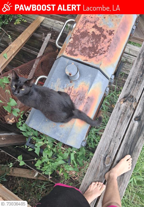 Lost Male Cat last seen Lapont Dr and Bell Park Rd, Lacombe, LA 70445