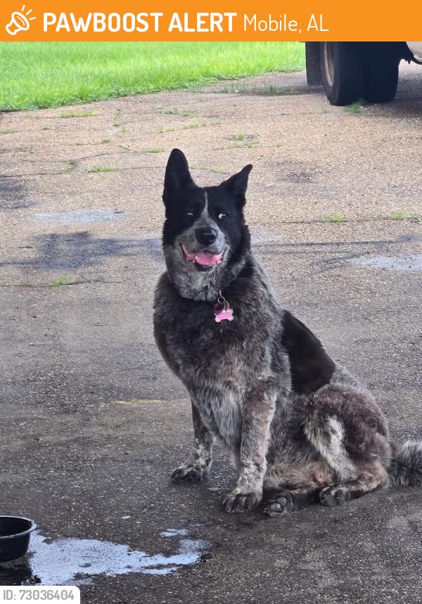 Found/Stray Female Dog last seen Mobile Greyhound Park, Mobile, AL 36602