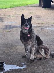 Found/Stray Female Dog last seen Mobile Greyhound Park, Mobile, AL 36602