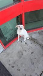 Found/Stray Male Dog last seen 67th Ave and Bethany, Glendale, AZ 85301