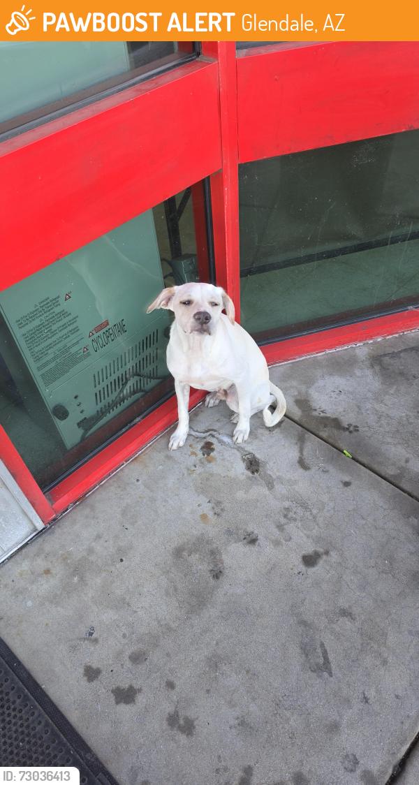Found/Stray Male Dog last seen 67th Ave and Bethany, Glendale, AZ 85301
