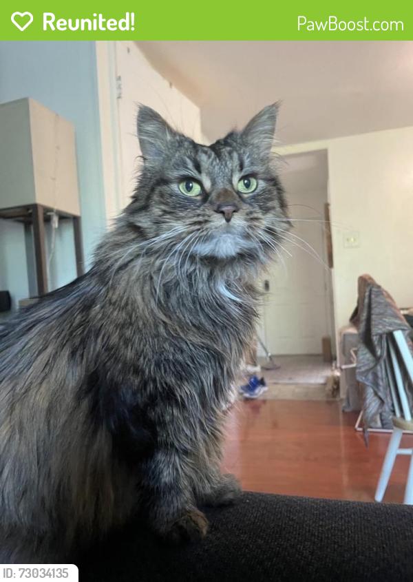 Reunited Female Cat last seen Near Mountain Ash Way, Gaithersburg, MD 20879, USA, Gaithersburg, MD 20879