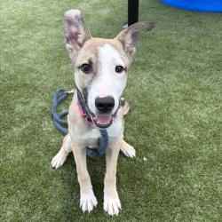 Shelter Stray Male Dog last seen , Animal Care & Control Team of Philly, 111 W Hunting Park Ave, Philadelphia, PA 19140, USA