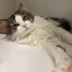 Shelter Stray Female Cat last seen , Animal Care & Control Team of Philly, 111 W Hunting Park Ave, Philadelphia, PA 19140, USA