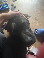 Lost Male Dog last seen Mckibbin st Graham ave, Brooklyn, NY 11206