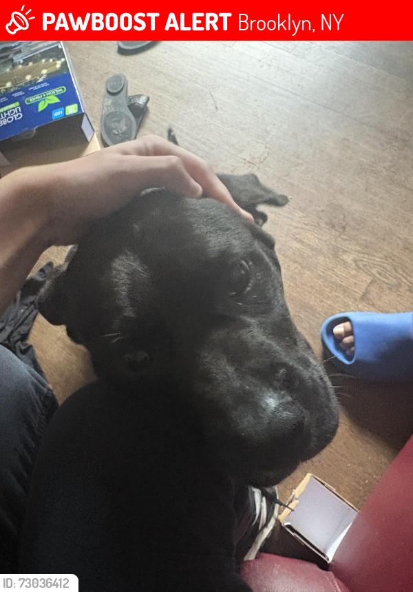 Lost Male Dog last seen Mckibbin st Graham ave, Brooklyn, NY 11206