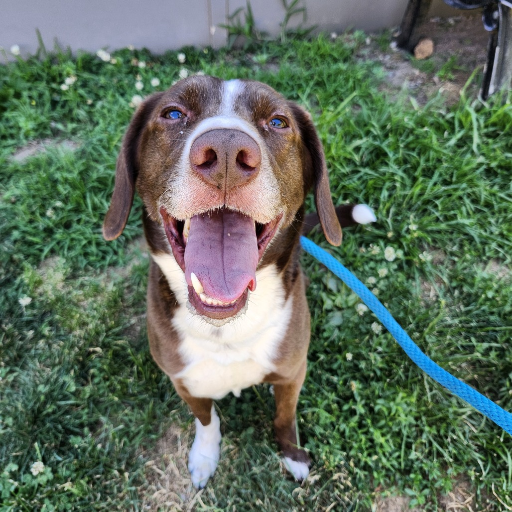 Shelter Stray Male Dog last seen , Animal Care & Control Team of Philly, 111 W Hunting Park Ave, Philadelphia, PA 19140, USA