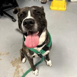 Shelter Stray Male Dog last seen , Animal Care & Control Team of Philly, 111 W Hunting Park Ave, Philadelphia, PA 19140, USA