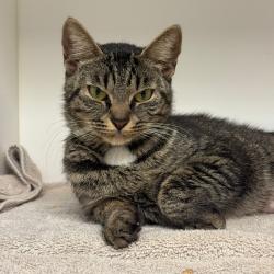 Shelter Stray Female Cat last seen , Animal Care & Control Team of Philly, 111 W Hunting Park Ave, Philadelphia, PA 19140, USA