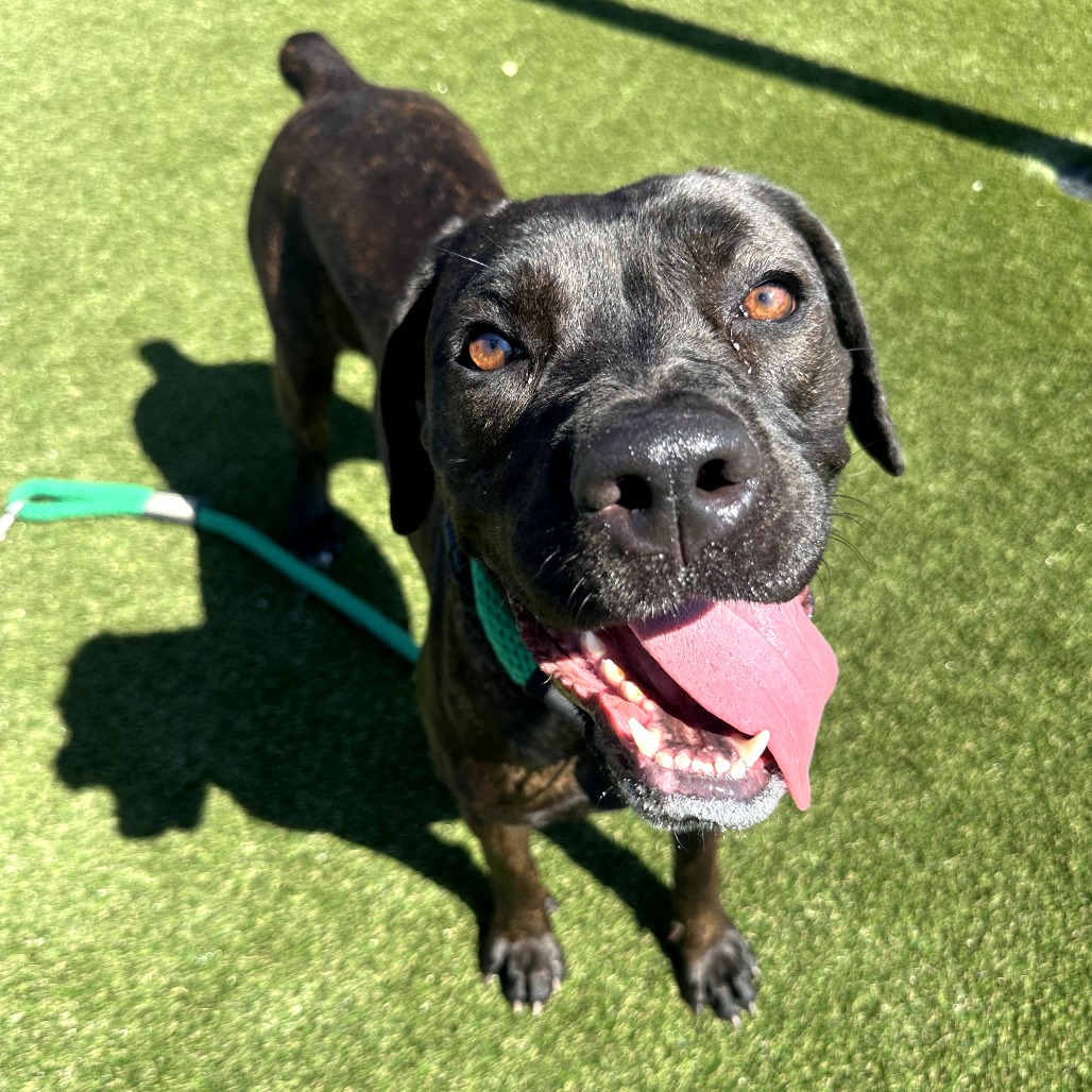 Shelter Stray Female Dog last seen , Animal Care & Control Team of Philly, 111 W Hunting Park Ave, Philadelphia, PA 19140, USA