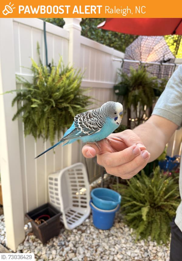 Found/Stray Unknown Bird last seen In the sandy creek cndmnium neighborhood, Raleigh, NC 27615