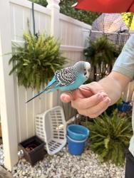 Found/Stray Unknown Bird last seen In the sandy creek cndmnium neighborhood, Raleigh, NC 27615