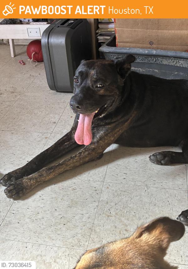 Found/Stray Male Dog last seen Monroe, Houston, TX 77017