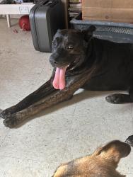 Found/Stray Male Dog last seen Monroe, Houston, TX 77017