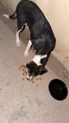 Found/Stray Unknown Dog last seen Near and central, Albuquerque, NM 87121