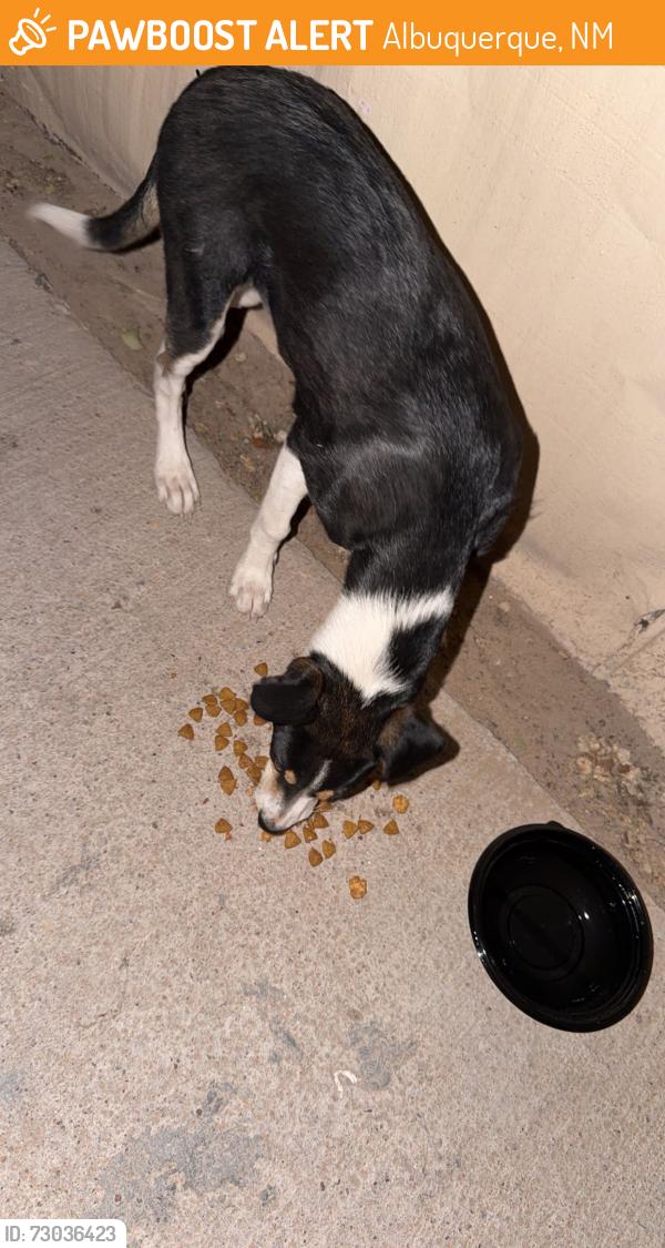 Found/Stray Unknown Dog last seen Near and central, Albuquerque, NM 87121