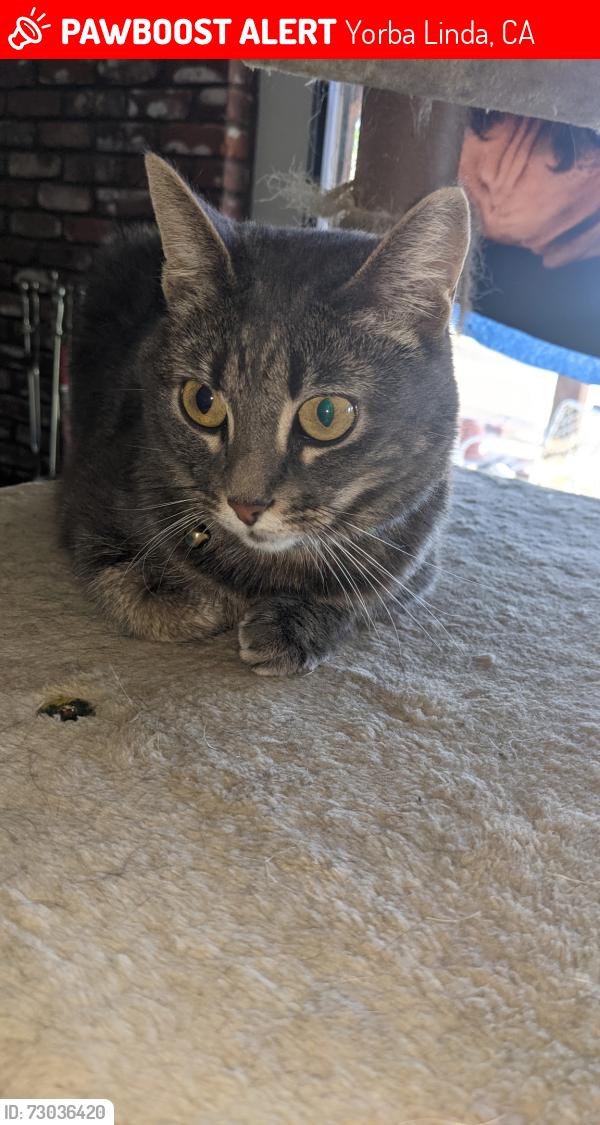 Lost Female Cat last seen At home , Yorba Linda, CA 92886