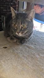 Lost Female Cat last seen At home , Yorba Linda, CA 92886
