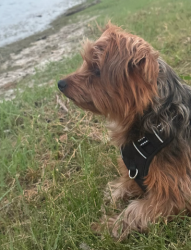 Lost Male Dog last seen Fletchers Street & Perini Ranch, San Antonio, TX 78254