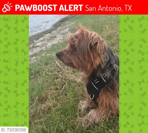 Lost Male Dog last seen Fletchers Street & Perini Ranch, San Antonio, TX 78254