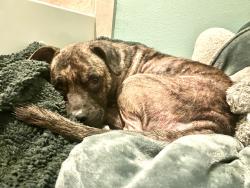 Found/Stray Male Dog last seen Lem Turner Rd, Jacksonville, FL 32218