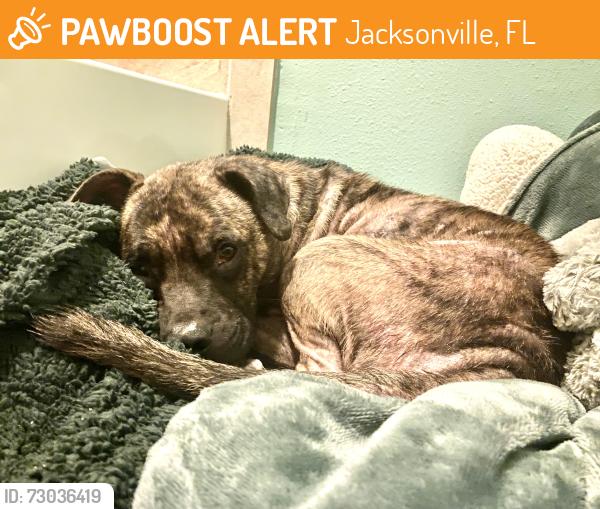 Found/Stray Male Dog last seen Lem Turner Rd, Jacksonville, FL 32218