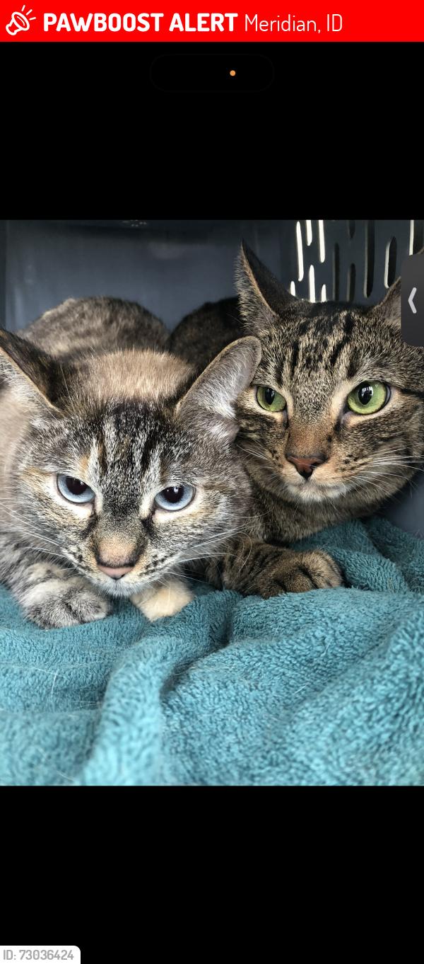 Lost Female Cat last seen Pine and Cherry, Meridian, ID 83642