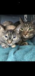 Lost Female Cat last seen Pine and Cherry, Meridian, ID 83642