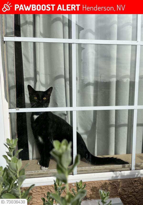 Lost Female Cat last seen Taylor st, Henderson, NV 89015