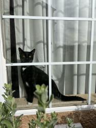 Lost Female Cat last seen Taylor st, Henderson, NV 89015