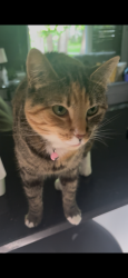 Lost Female Cat last seen Addison & Raquette, Winnipeg, MB R3K