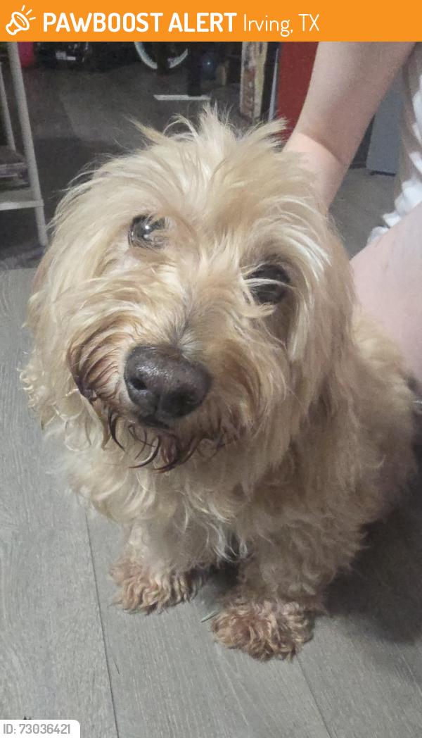 Found/Stray Male Dog last seen Near Comanche Trail Irving Texas, Irving, TX 75060