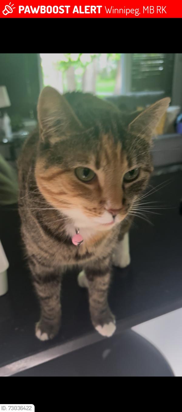 Lost Female Cat last seen Addison & Raquette, Winnipeg, MB R3K