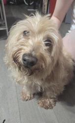 Found/Stray Male Dog last seen Near Comanche Trail Irving Texas, Irving, TX 75060
