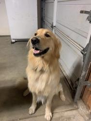 Lost Male Dog last seen Legacy ln , El Cajon, CA 92021